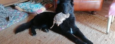 Cucciolo di Belga