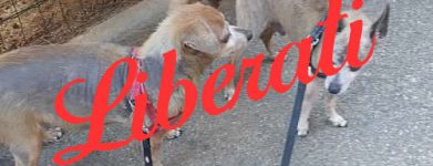 2 cani fortunati!