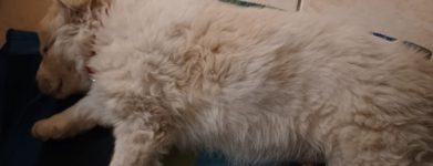 Cucciolo URGENTE!