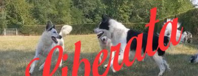 Border collie