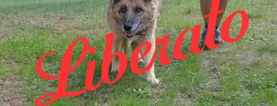 Red 15 anni