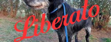 Bobo