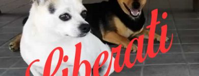 2 piccoli cani