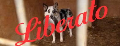Bibo