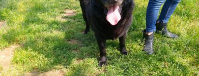 i 2 labrador