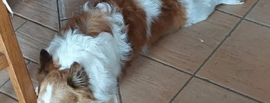 Fortunato!