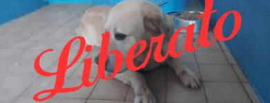 Labrador malato