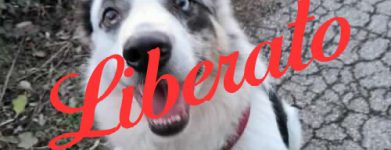 Bibo