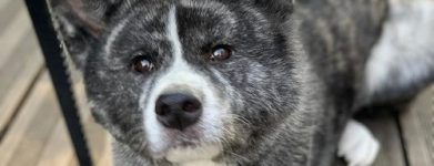 Akita