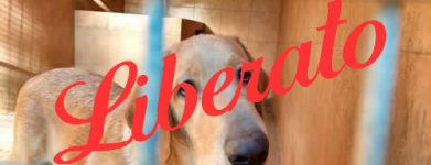 Labrador cucciolo