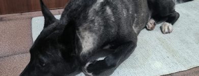 Cane felice!!