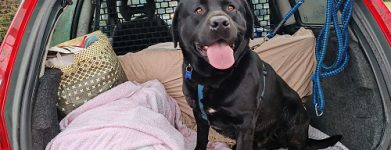 Labrador foto nuove
