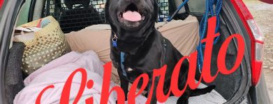 Labrador Aroon