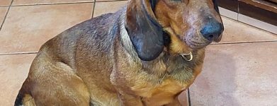 Dachsbracke femmina