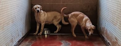 Labrador