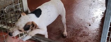 Jack russel