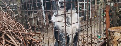 Border collie