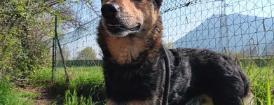 Milo foto nuove