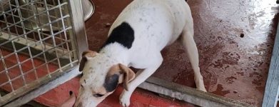 Pongo un tesoro