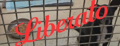 Cieco del sud
