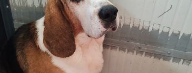 Artù