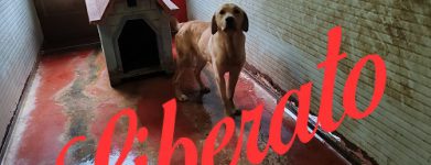 Labrador di un anno