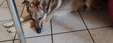 Femmina 2 anni