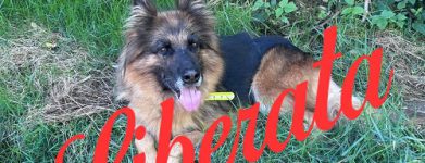 Pastore tedesco femmina