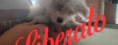 Cucciolo senza occhi
