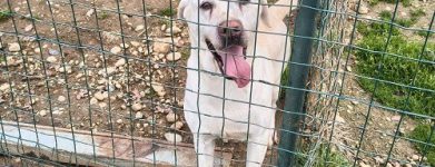 fattrice labrador