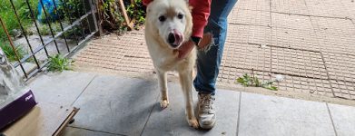 Cucciolona