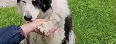 Aiutiamo Potti