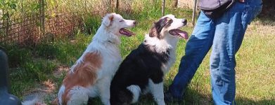 2 border cuccioli