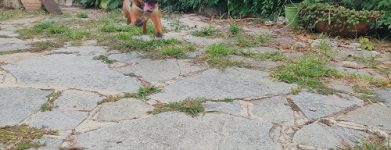 Cucciolino