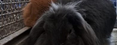2 ariete